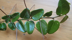 Dovyalis rhamnoides