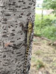 Calotes versicolor