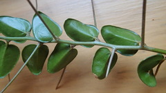 Dovyalis rhamnoides