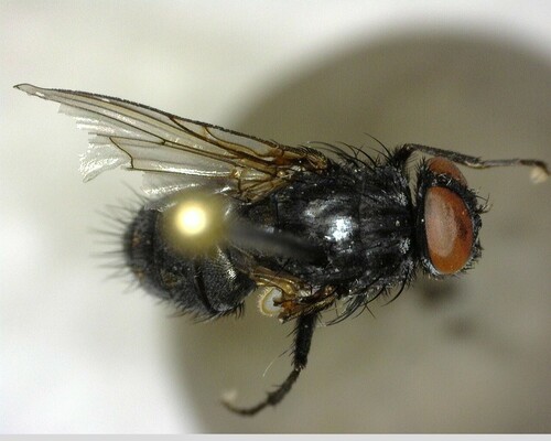iNaturalist observation photo of House Flies and Allies