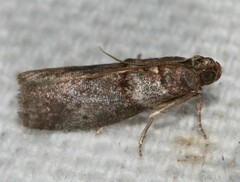 Acrobasis texana