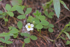 Fragaria virginiana platypetala