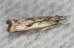 Microcrambus kimballi