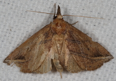 Phyprosopus callitrichoides