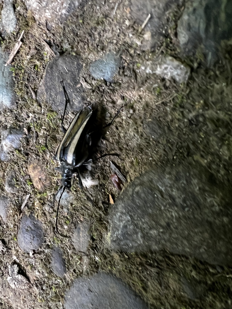 Stenocorus flavolineatus
