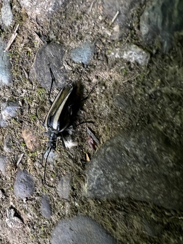 Stenocorus flavolineatus