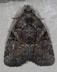 Pseudeustrotia indeterminata