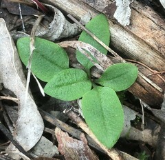 Pterostylis sanguinea