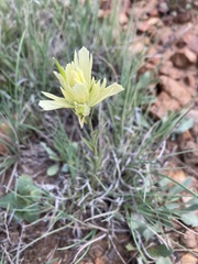 Castilleja kaibabensis