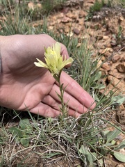 Castilleja kaibabensis