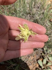 Castilleja kaibabensis