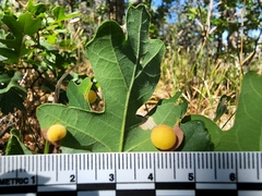 Acraspis quercushirta