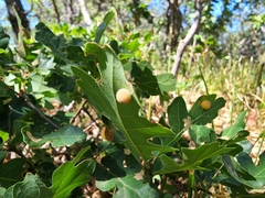 Acraspis quercushirta