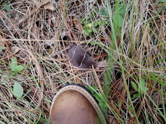 Cryptotis alticola