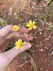 Goodenia berardiana