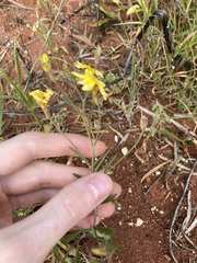 Goodenia berardiana