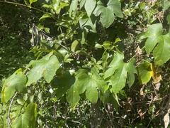 Diplocyclos palmatus