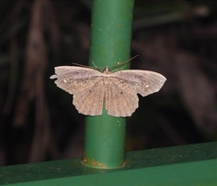 Pareumelea eugeniata