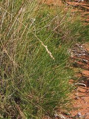 Triodiinae