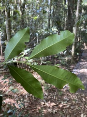 Guioa acutifolia