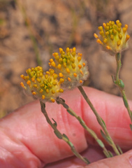 Pimelea simplex