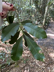 Guioa acutifolia