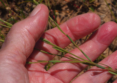 Pimelea simplex