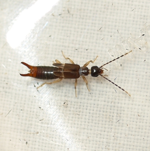 Lesser Earwig photo 5