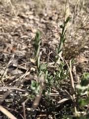 Phyllanthus polygonoides