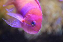 Pseudanthias pleurotaenia