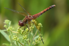 Sympetrum semicinctum