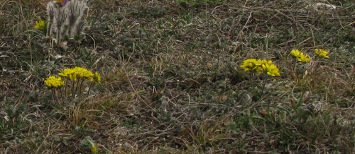 Draba cuspidata, photograph 1