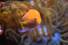 Pseudanthias pleurotaenia