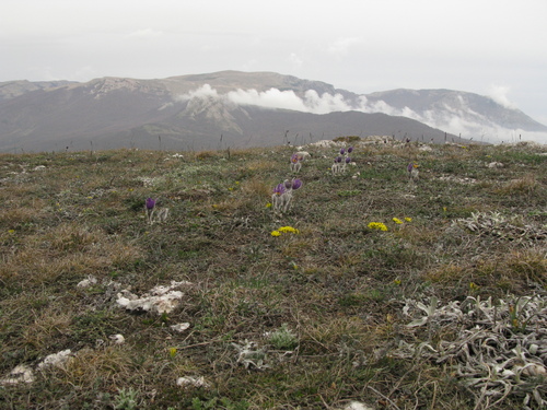 Draba cuspidata, photograph 2