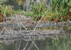 Limnodromus griseus caurinus