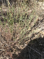 Phyllanthus polygonoides