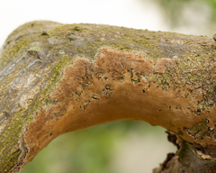 Septobasidium