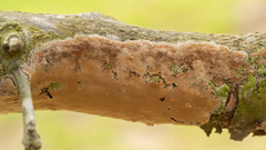Septobasidium