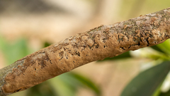 Septobasidium