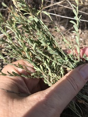 Phyllanthus polygonoides