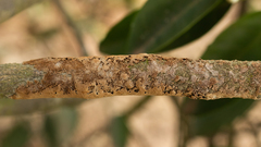 Septobasidium