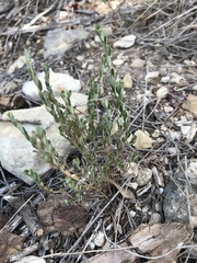 Phyllanthus polygonoides