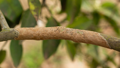 Septobasidium