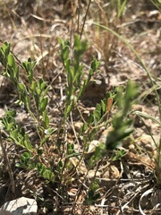 Phyllanthus polygonoides