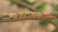 Septobasidium