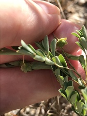 Phyllanthus polygonoides