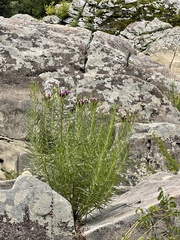 Vernonia lettermannii