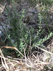 Phyllanthus polygonoides