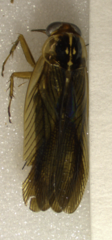 Euphyllodromia boliviensis