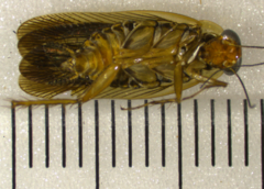 Euphyllodromia boliviensis
